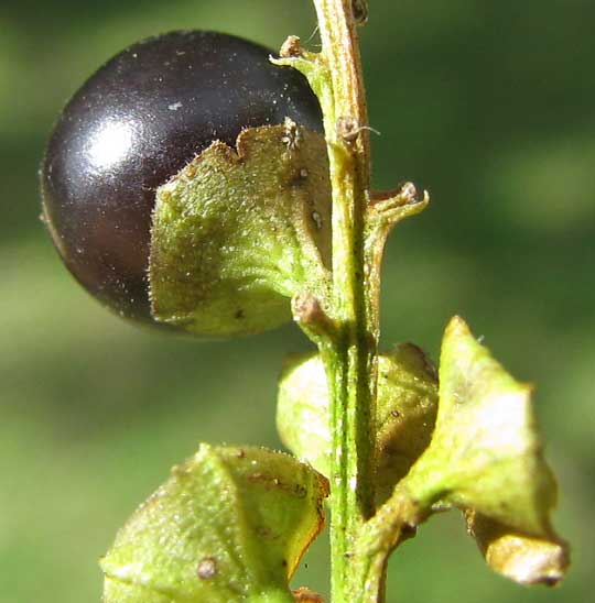 Fiddlewood, CITHAREXYLUM SPINOSUM, calyx