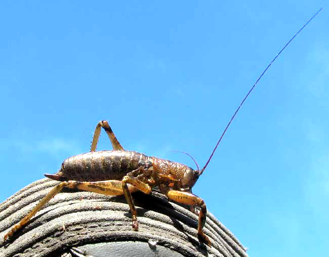 Shield-backed Katydid, TETTIGONIINAE