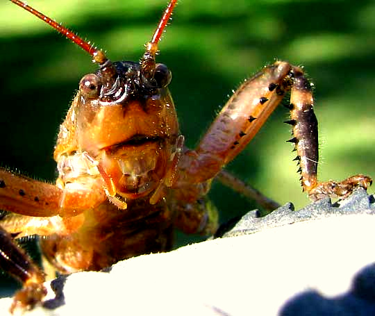 Shield-backed Katydid, TETTIGONIINAE, head