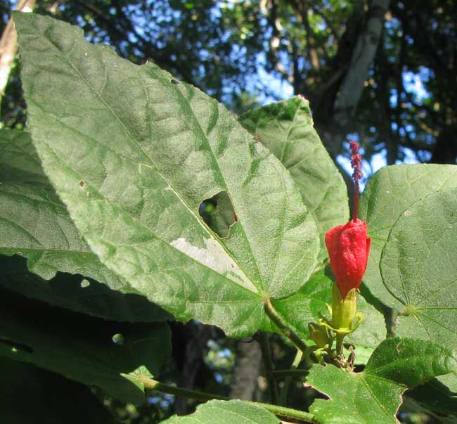 Tulipán or Turk's Turban, MALVAVISCUS ARBOREUS