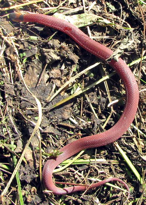 Red Coffee-Snake, NINIA SEBAE, fainting