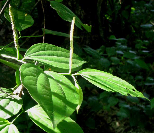 Rough-leaved Pepper, PIPER AMALAGO