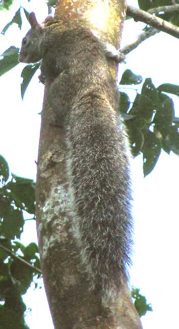 Yucatan Gray Squirrel, SCIURUS YUCATANENSIS