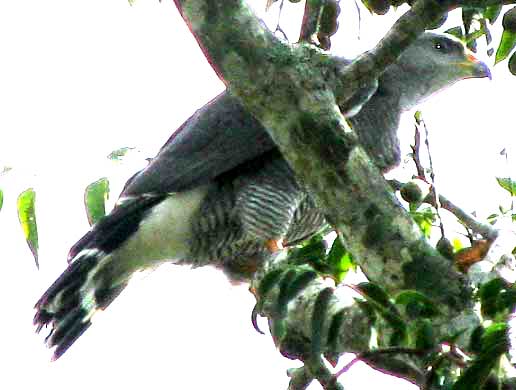 Gray Hawk, BUTEO NITIDUS