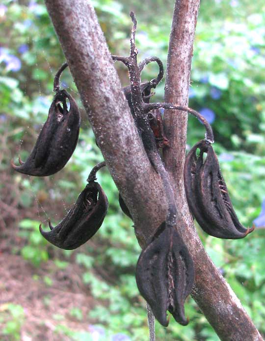 Uña de Gato, Cat-Claws or Devil's Claws, MARTYNIA ANNUA