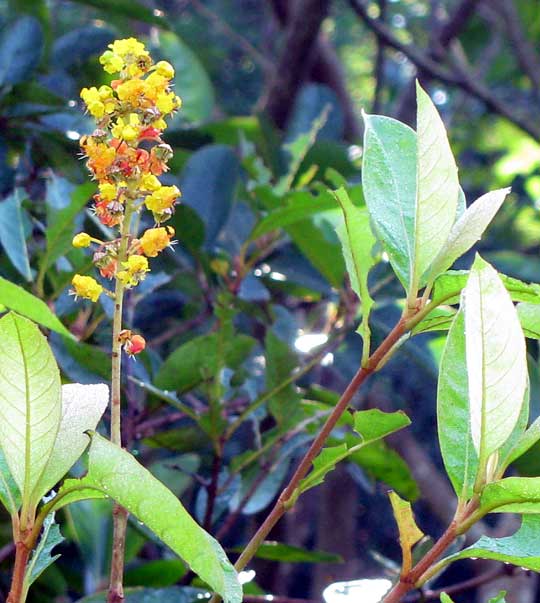 Nance, Golden Spoon or Nanche, BYRSONIMA CRASSIFOLIA