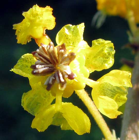 Nance, Golden Spoon or Nanche, BYRSONIMA CRASSIFOLIA, flower