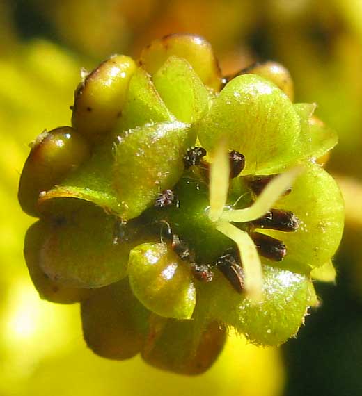 Nance, Golden Spoon or Nanche, BYRSONIMA CRASSIFOLIA, flower with glands
