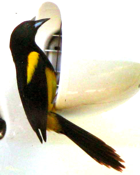 Black-cowled Oriole, ICTERUS DOMINICENSIS ssp. PROSTHEMELAS