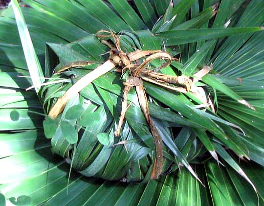 fiber from bark of Guazuma ulmifolia