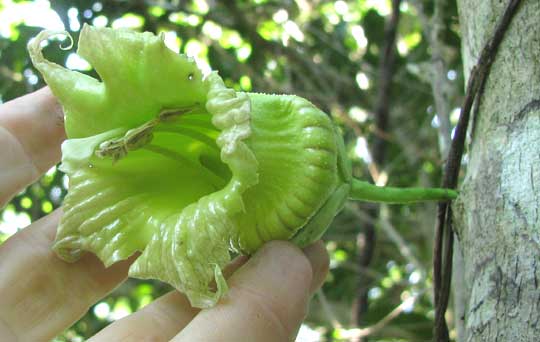 Flower of Calabash-tree, CRESCENTIA CUJETE