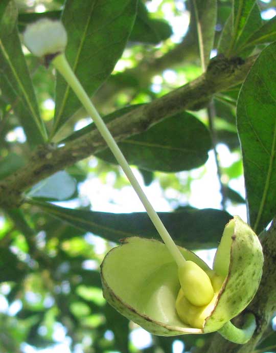 flower of Calabash-tree, CRESCENTIA CUJETE