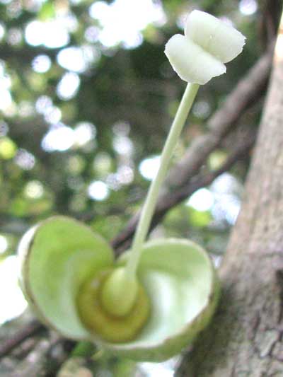 stigma of Calabash-tree, CRESCENTIA CUJETE