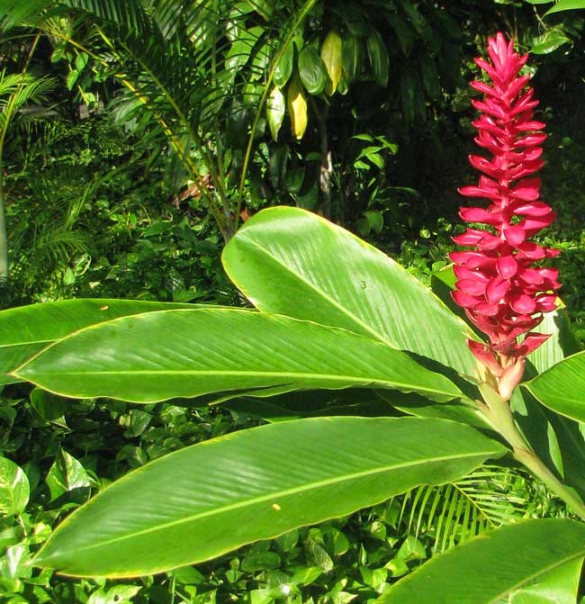 Red Ginger or Ostrich Plume, ALPINIA PURPURATA