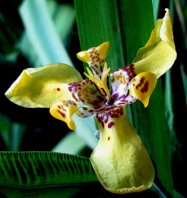 Walking Iris or Toad-Cup, NEOMARICA LONGIFOLIA