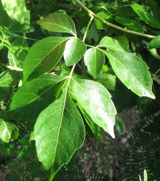leaf of SERJANIA MEXICANA