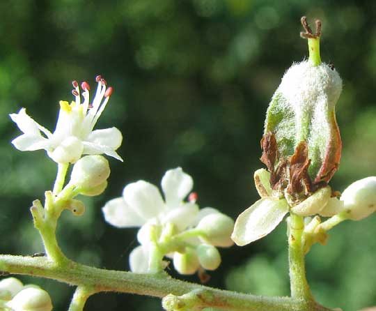 flowers of SERJANIA MEXICANA