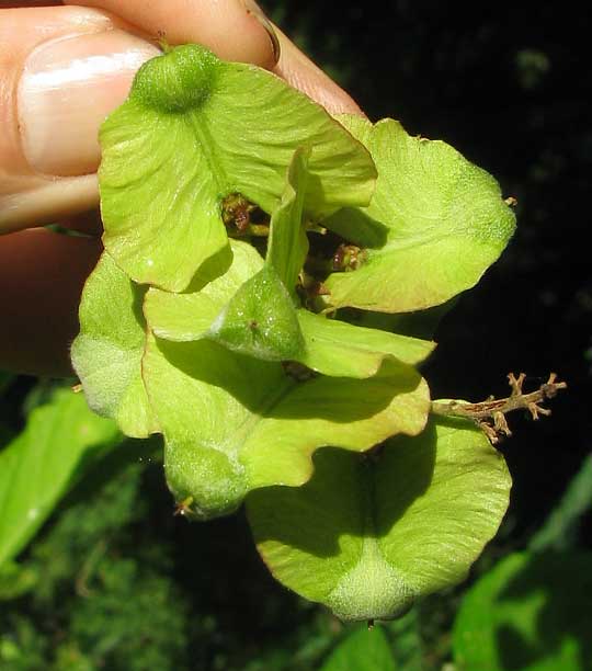 fruits of SERJANIA MEXICANA