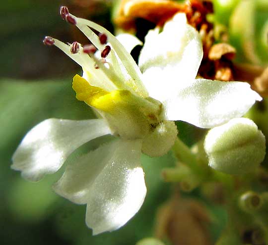 male flower of SERJANIA MEXICANA
