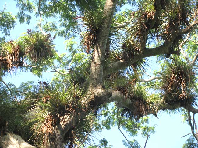 TILLANDSIA FASCICULATA