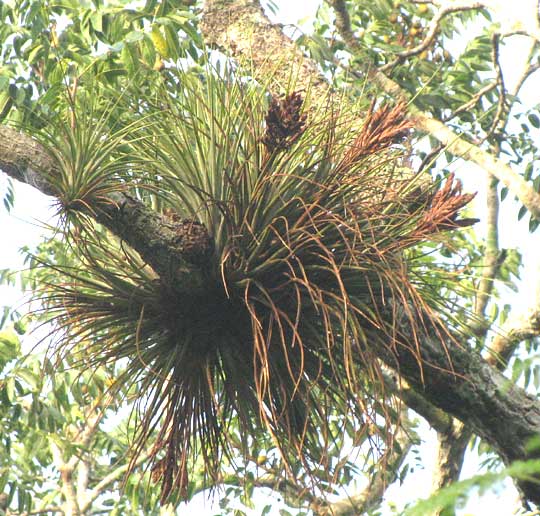 TILLANDSIA FASCICULATA