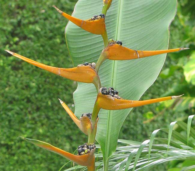 HELICONIA LATISPATHA