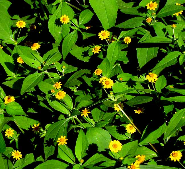 Butter Daisies, MELAMPODIUM DIVARICATUM