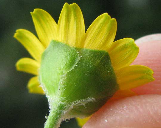  involucre of Butter Daisy, MELAMPODIUM DIVARICATUM