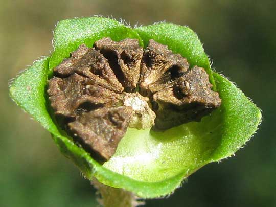 achenes of Butter Daisy, MELAMPODIUM DIVARICATUM