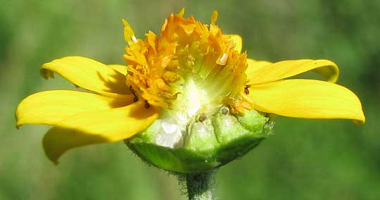 flower of Butter Daisy, MELAMPODIUM DIVARICATUM