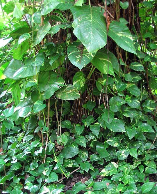 Pothos, EPIPREMNUM AUREUM