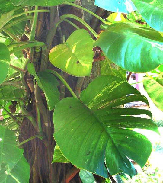 Pothos, EPIPREMNUM AUREUM