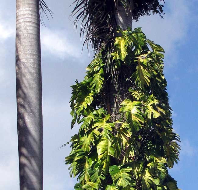 Pothos, EPIPREMNUM AUREUM