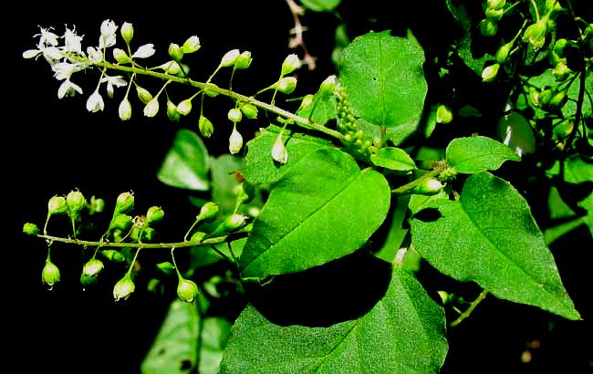 Pigeonberry, Rouge-Plant, Baby Peppers -- RIVINA HUMILIS