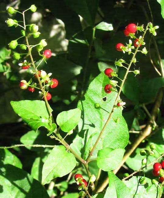 fruits of Pigeonberry, Rouge-Plant, Baby Peppers -- RIVINA HUMILIS