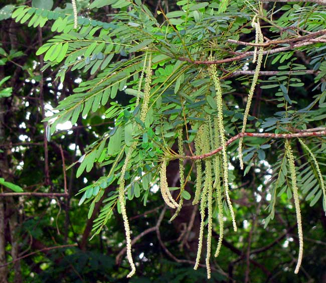  ALVARADOA AMORPHOIDES, male flowers