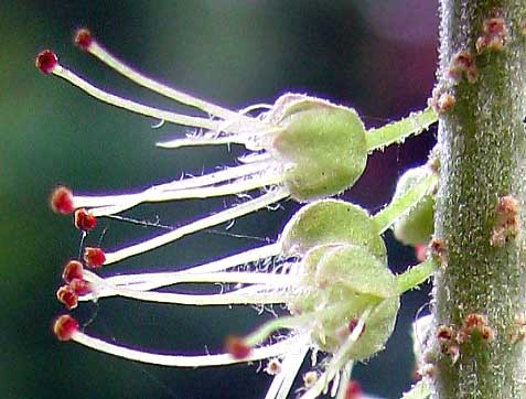  ALVARADOA AMORPHOIDES, male flowers