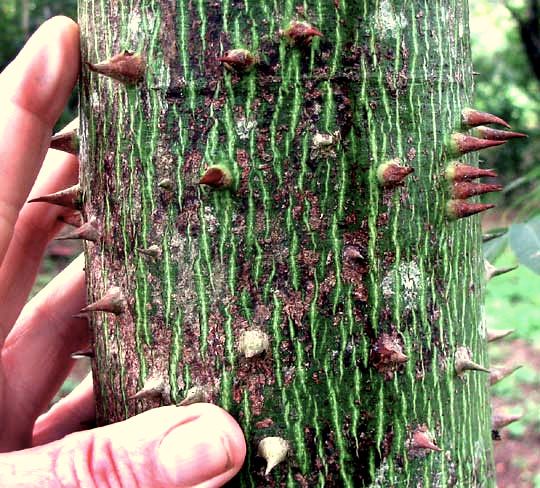 spiny trunk of CEIBA PENTANDRA