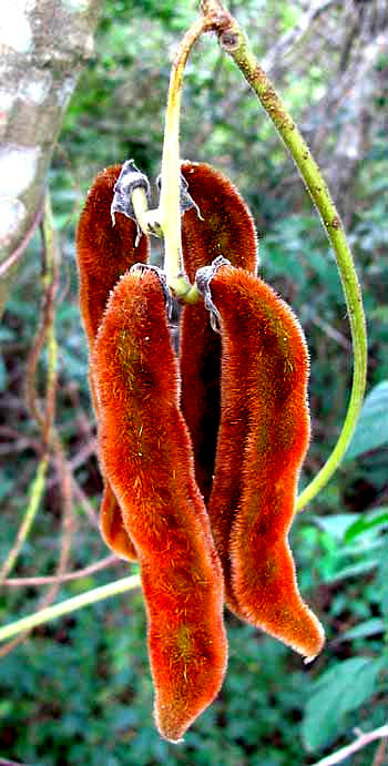 Fruits of Velvetbean, MUCUNA PRURIENS