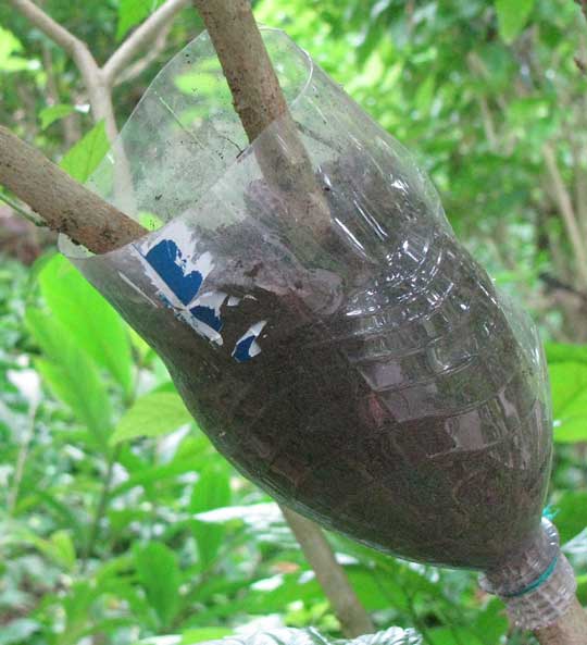 STEM ROOTING with plastic bottle