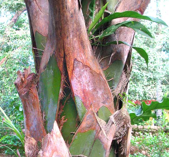 Sabal Palmetto, SABAL PALMETTO, split petiole bases