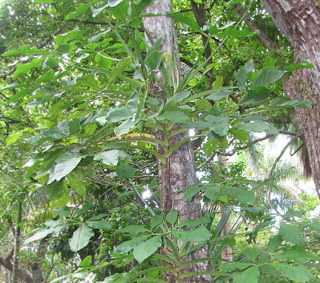 SYNGONIUM PODOPHYLLUM