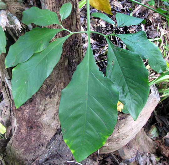 SYNGONIUM PODOPHYLLUM