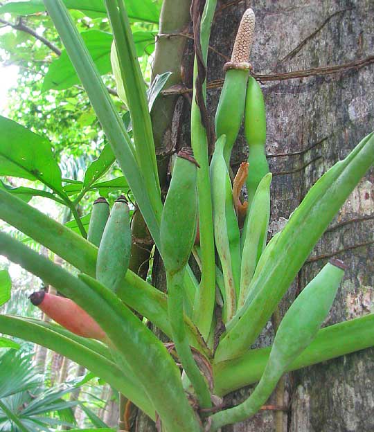 SYNGONIUM PODOPHYLLUM, fruits