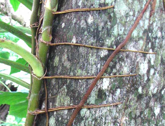 aerial roots of SYNGONIUM PODOPHYLLUM