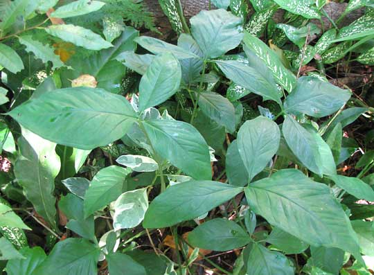 young leaves of SYNGONIUM PODOPHYLLUM