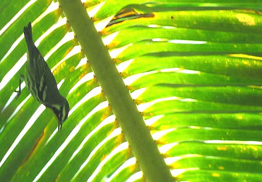 Yellow-throated Warbler, DENDROICA DOMINICA beneath palm frond