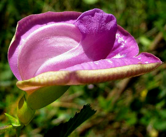 Butterfly Pea, CENTROSEMA SCHOTTII, flower