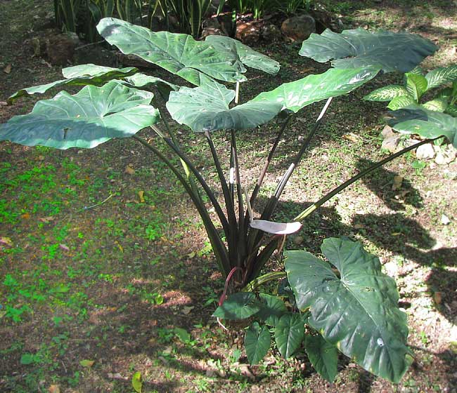 Elephant Ears, ALOCASIA MACRORRHIZA 'BLACK STEM'