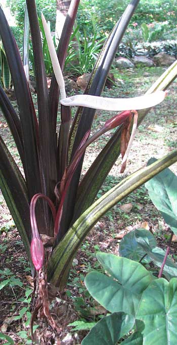 Elephant Ears, ALOCASIA MACRORRHIZA 'BLACK STEM', flowers